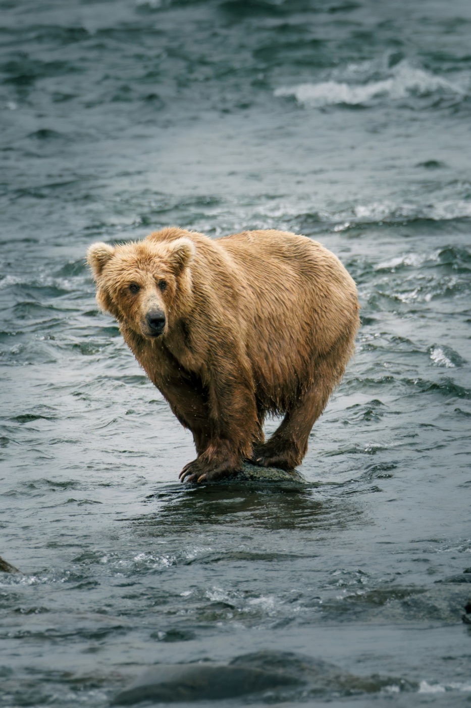 Photograph of a brown bear standing on a rock in a river